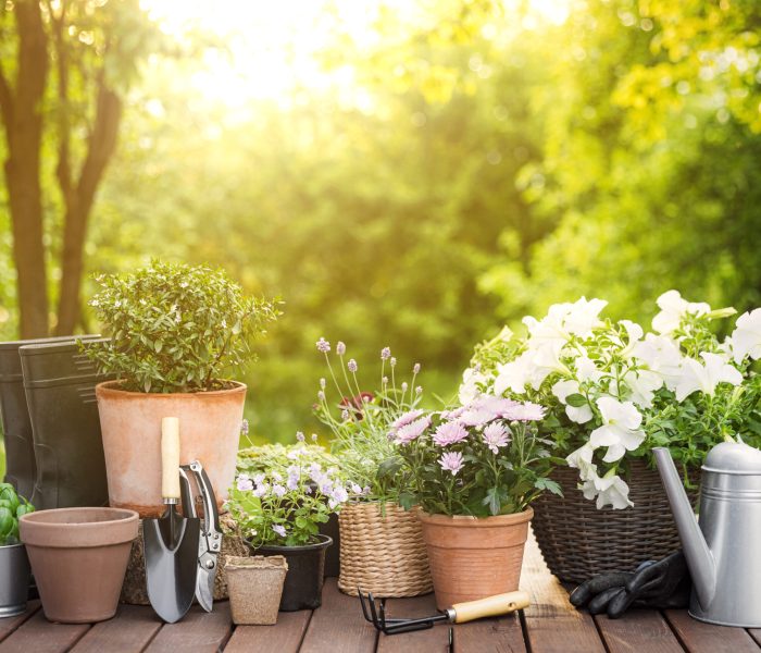 Different potted flowers, herbs, gardening equipment on green garden trees background. Hobby concept with plants, flowerpots on wooden deck terrace on sunny garden. Floral design for house decoration